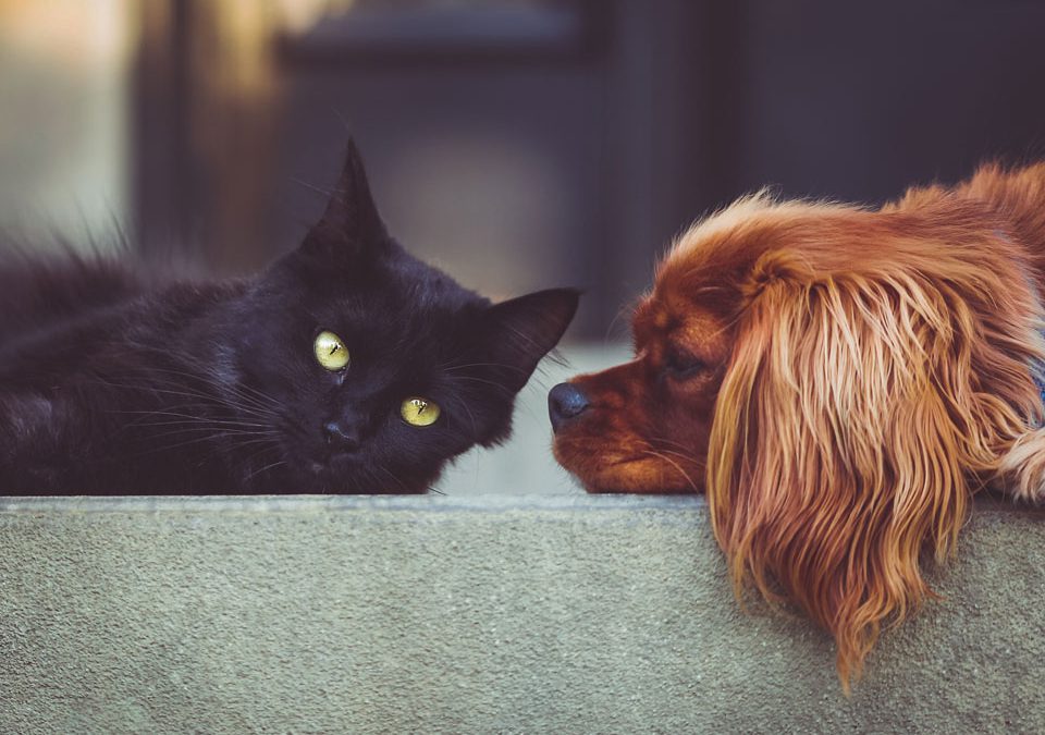 Ticks, 7 Signs Your Dog Or Cat Has One.