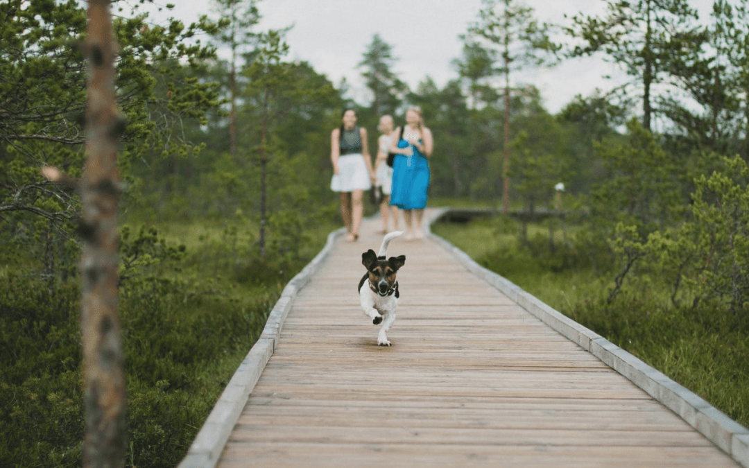 Travelling With Your Cat or Dog in Australia, a Vets Guide.