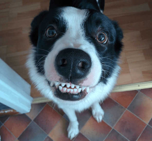 How to look after your dog’s teeth, a Vet’s guide.
