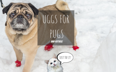 Uggs For Pugs! (And Kitties)
