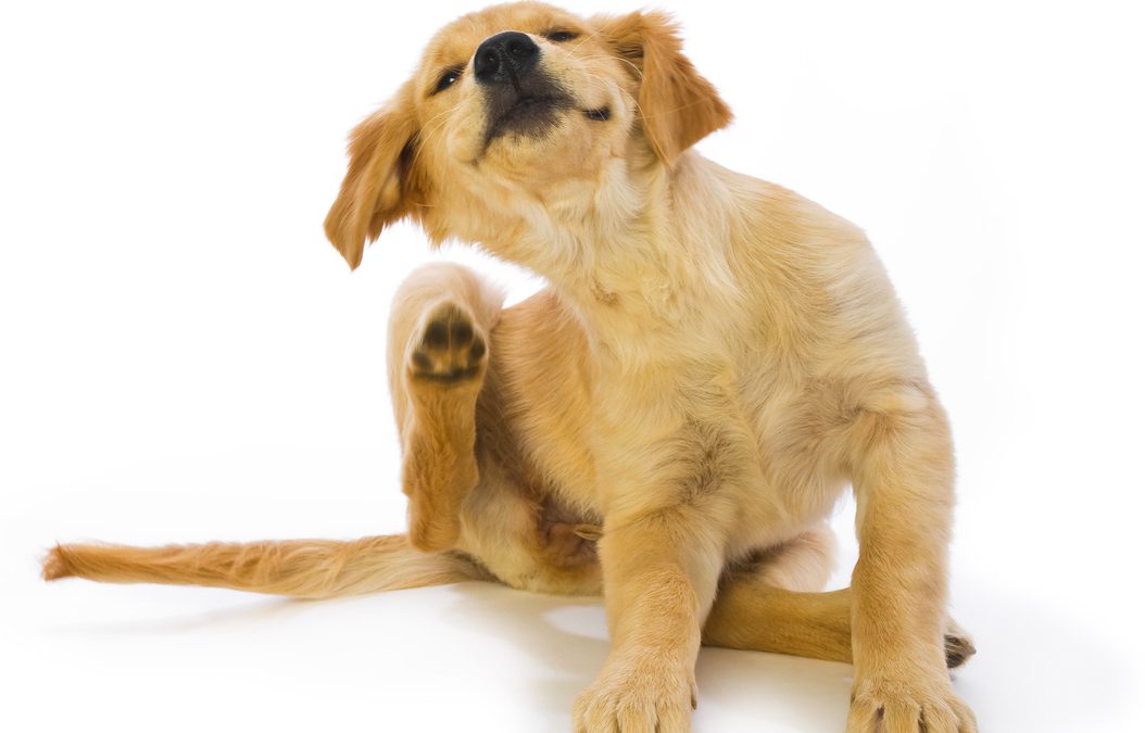Fleas and the Environment