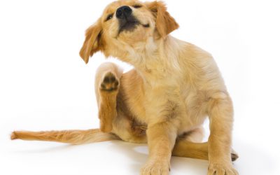 Fleas and the Environment
