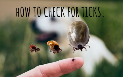 How To Check For Ticks
