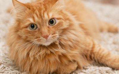 Coat and Skin Health: A Furry Fashion Show