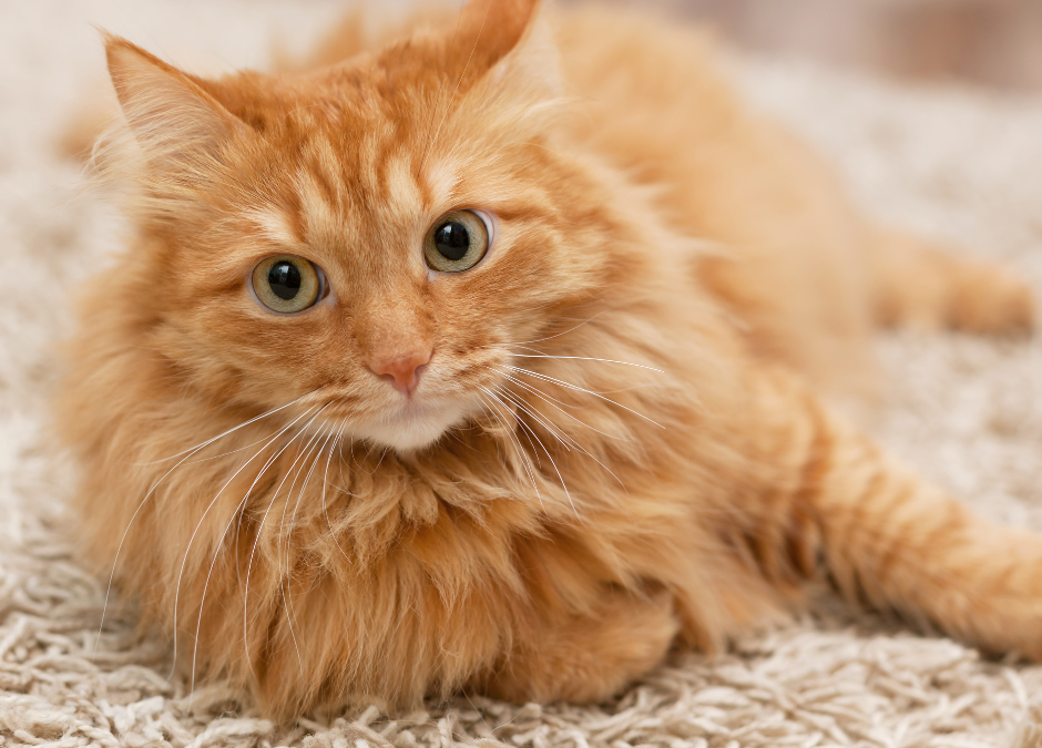 Coat and Skin Health: A Furry Fashion Show