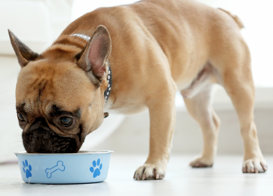 Gut & Digestive Health: The Food Factory