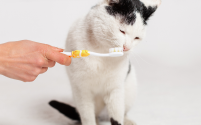 Dental Health: The Mouth Maestro