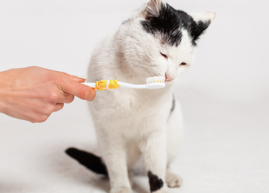 Dental Health: The Mouth Maestro