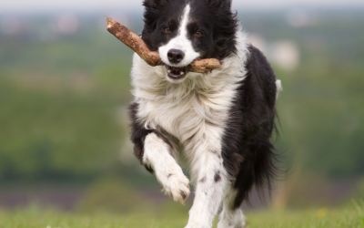 Joint Health: The Dance of the Joints