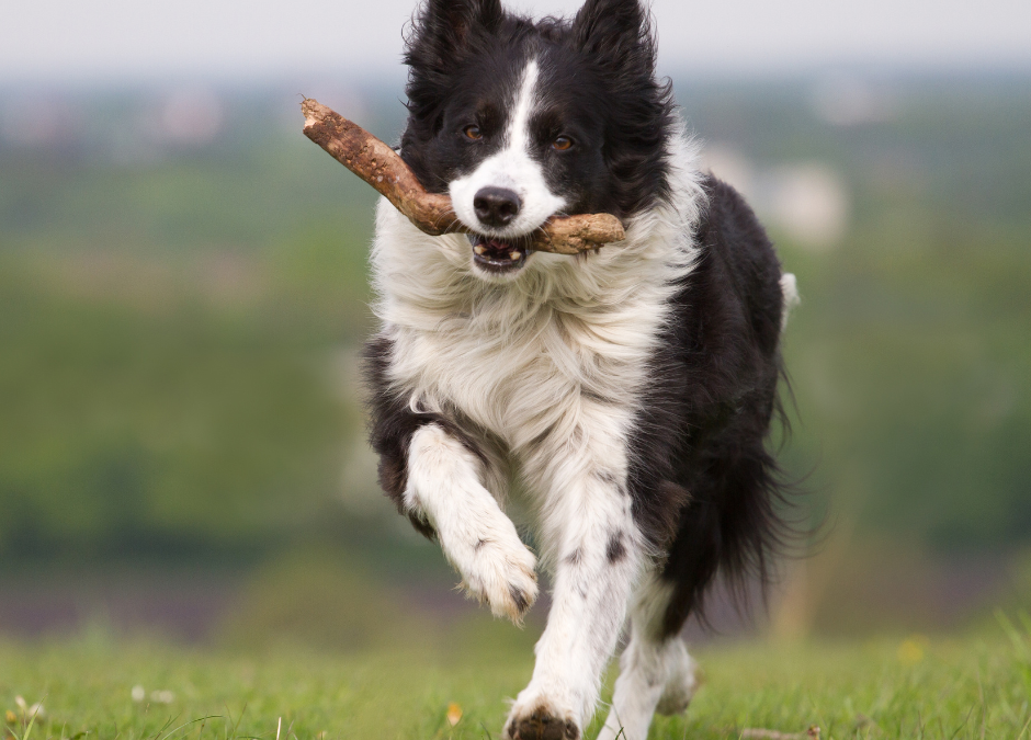 Joint Health: The Dance of the Joints