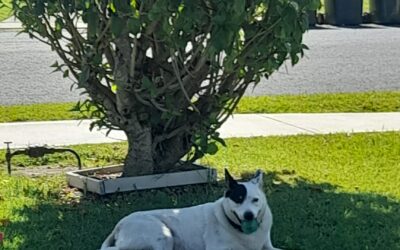 Flea Collars vs Monthly Treatments: Which Is Best for Your Pet?