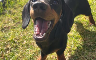 Flea Treatments Safe for Cats and Dogs