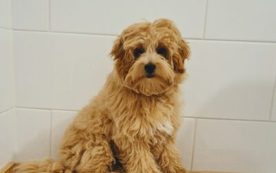 How Often to Worm Dogs: A Complete Guide