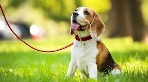 How to Get Rid of Fleas on Dogs Fast: The Ultimate Guide