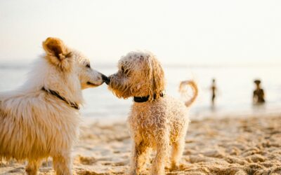 Affordable Pet Insurance Australia: Protect Your Furry Friend Without Breaking the Bank