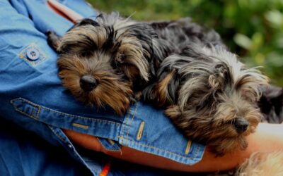 Best Dog Flea Medicine Reviews: What Works in 2025?