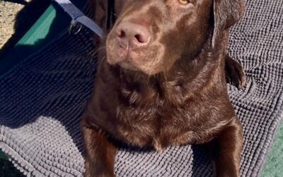 Best Flea Treatment for Puppies