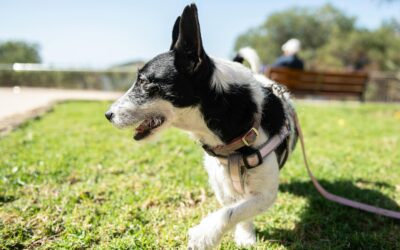 Best Dog Food for Allergies: A Complete Guide for Pet Owners