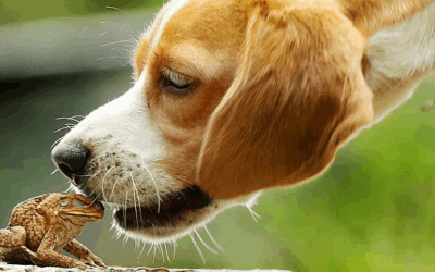 Cane Toad Poisoning in Dogs: Symptoms & What To Do